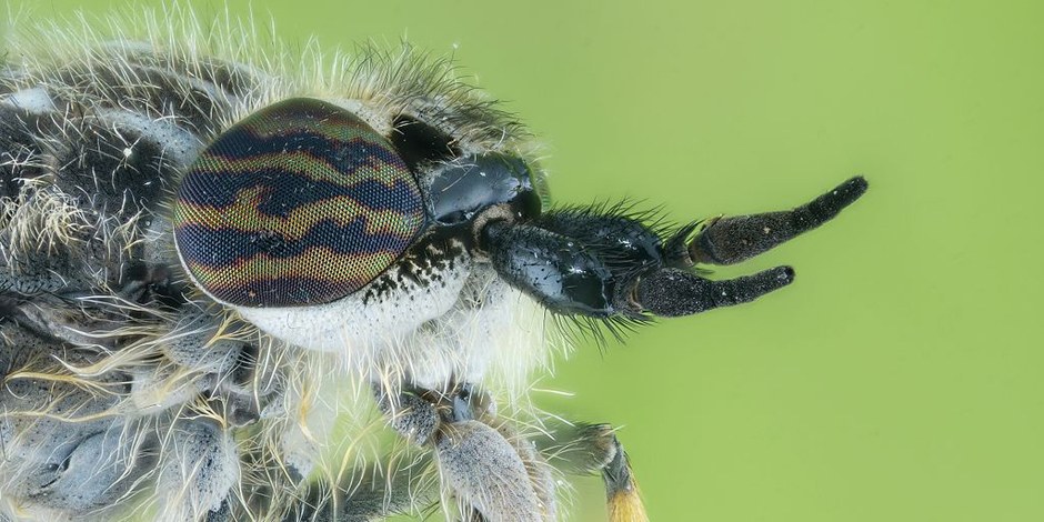 Die Bremse – der blutrünstige Grobian unter den Insekten