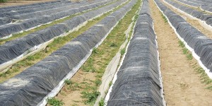 La récolte des asperges ne pourra pas attendre un retour à la normale... Foto: Kmtextor / Wikimedia Commons / CC-BY-SA 4.0int