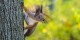 Est-ce que l'écureuil peut aider ou freiner la reprise de l'activité économique ? Foto: User:R. Naumov / Wikimedia Commons / CC-BY-SA 4.0int