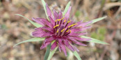 La fleur de tragopogon porrifolius n’a pas grand chose à envier à celle du chrysanthème ! Foto: Siga / Wikimedia Commons / CC-BY-SA 4.0int