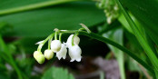 Ein sehr hübscher Brauch zum 1. Mai... Foto: Enrico Blasutto / Wikimedia Commons / CC-BY-SA 4.0int